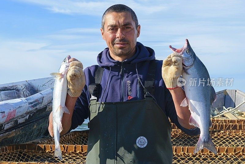 渔民用新鲜的粉红色鲑鱼(Oncorhynchus gorbuscha)捕获。
